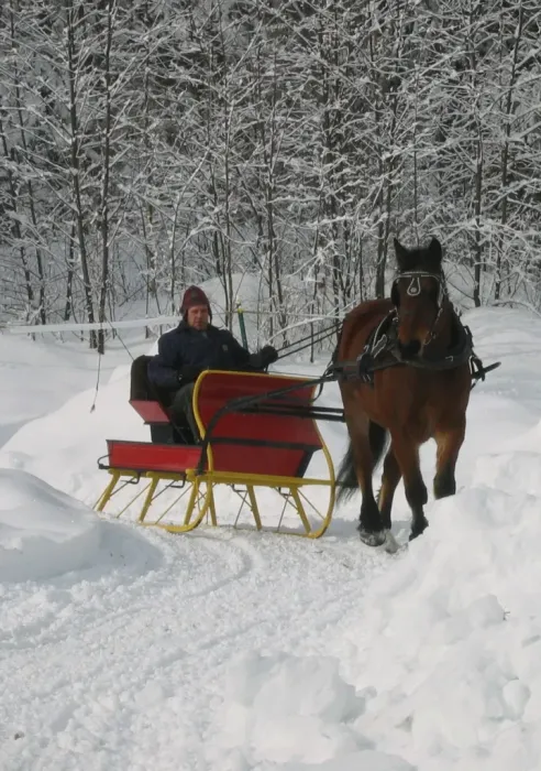 one-horse-open-sled.webp